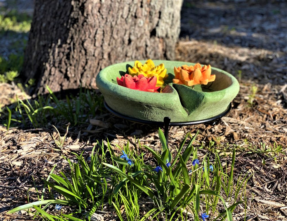 Lily Pad With Water Lily Isabel Bloom