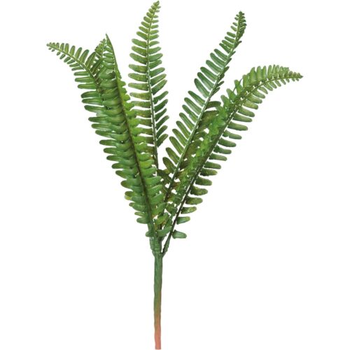 Pick -Fern