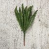 Pick -Fern