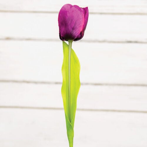 Pick Tulip Purple