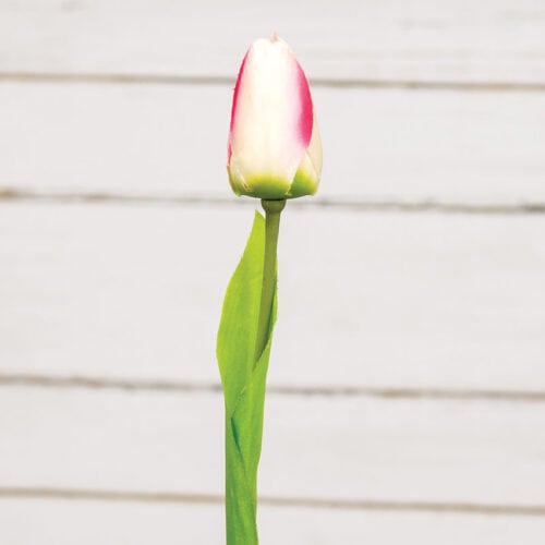 Pick Tulip White