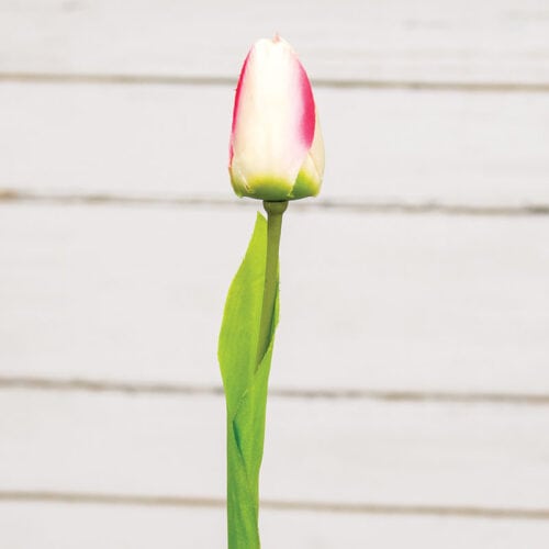 Pick Tulip White