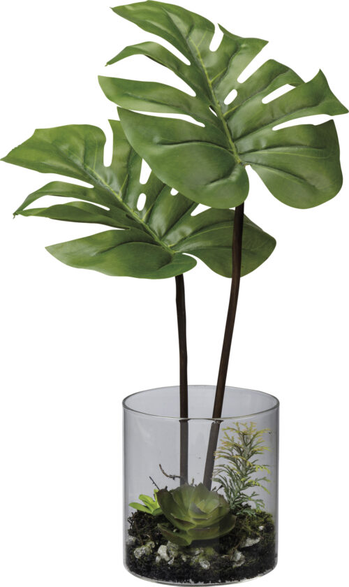 Vase Monstera plant