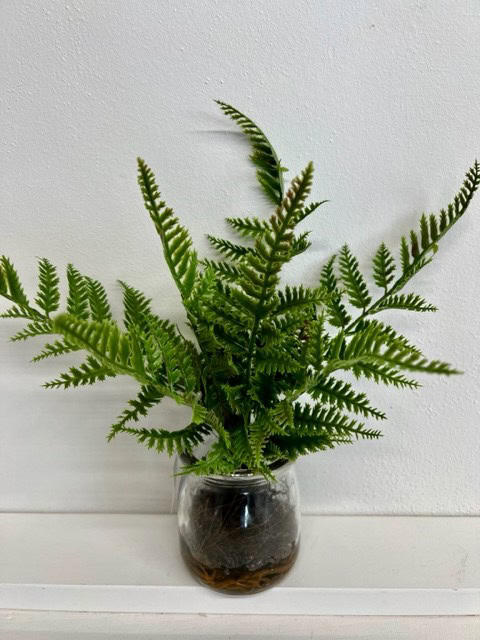 Jar Green Fern