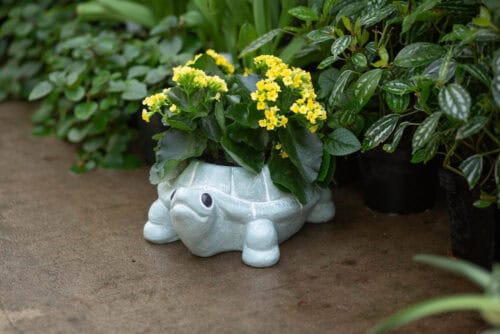 Turtle Planter