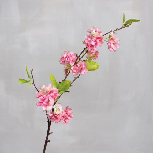 Pick- Pear Blossom