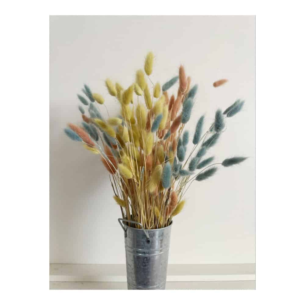 Bunnytail Stems