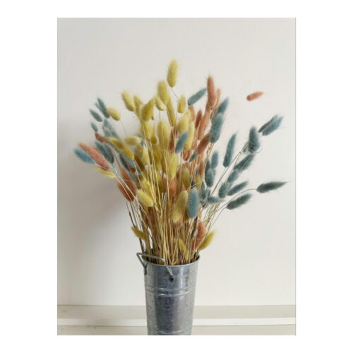 Bunnytail Stems